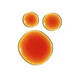 سرم پیکنوژنول 5% اوردینری ضد چروک و جوان کننده The Ordinary - Image 3