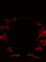 ست کلکسیون کامل EMBER ROSE شیگلم SHEGLAM - Image 3